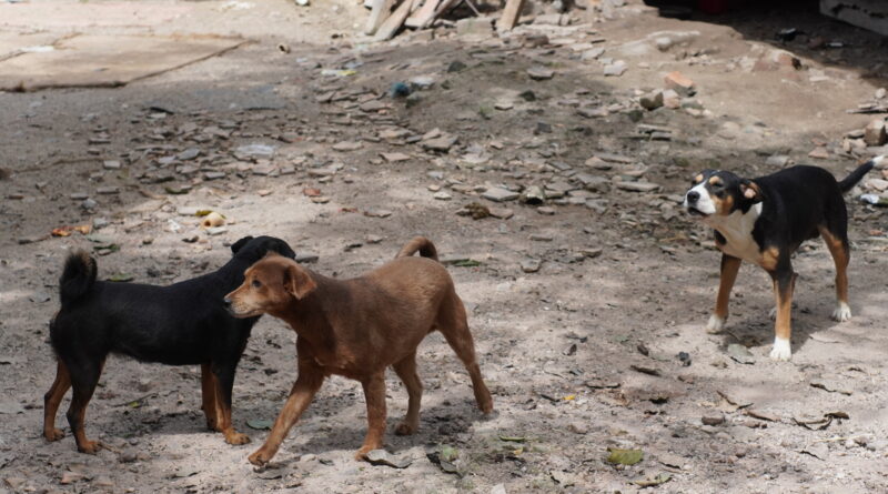 Mais de cem cães são vacinados em ação da Diretoria de Bem-Estar Animal
