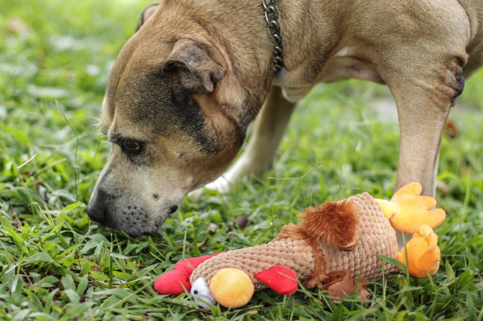 Campanha "Amor Sem Idade" incentiva adoção de cães idosos em Blumenau