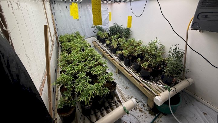 Plantação de maconha é localizada dentro de residência em Florianópolis