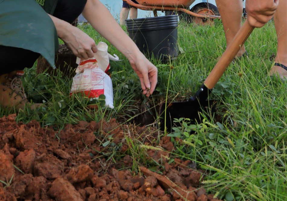 Blumenau Mais Verde retoma atividades em 2025 com plantio de árvores em espaços públicos