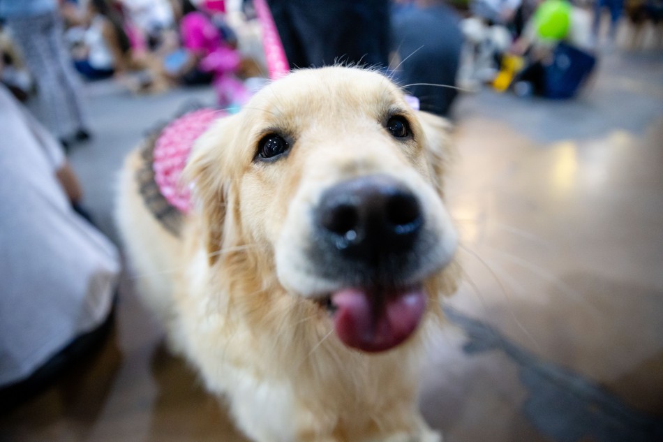 Cãominhada de Blumenau abre inscrições gratuitas para 31ª edição