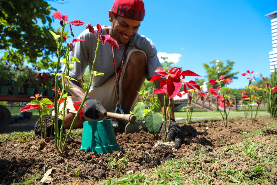 Flores da decoração do Natal em Blumenau ganham nova vida em parques da cidade