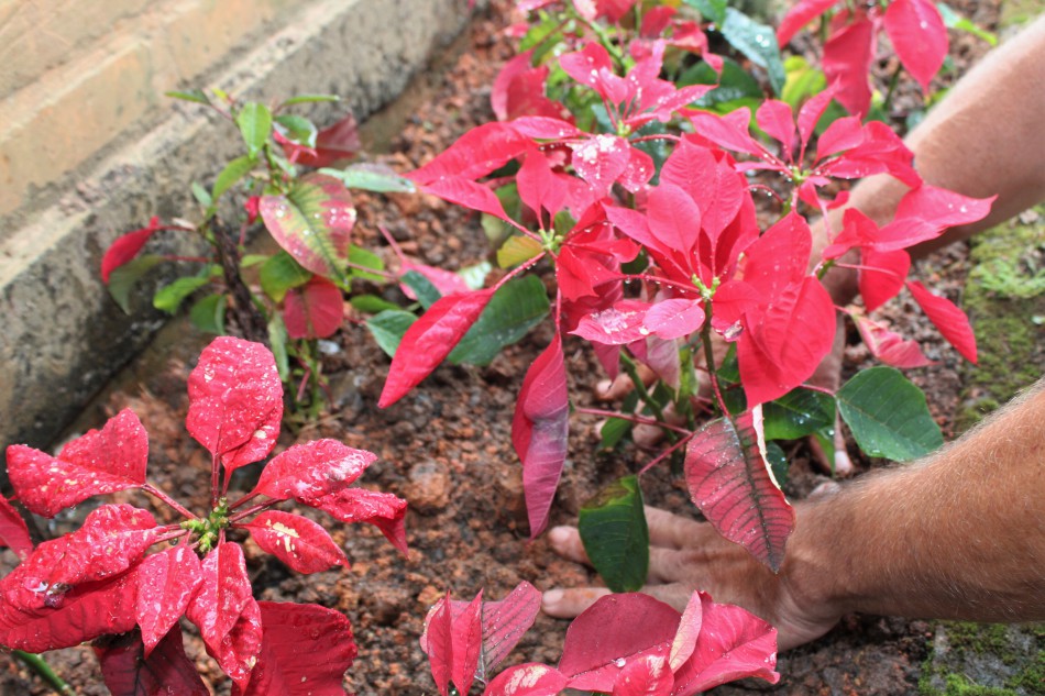 Flores utilizadas na decoração do Natal em Blumenau são reaproveitadas em parques da cidade.