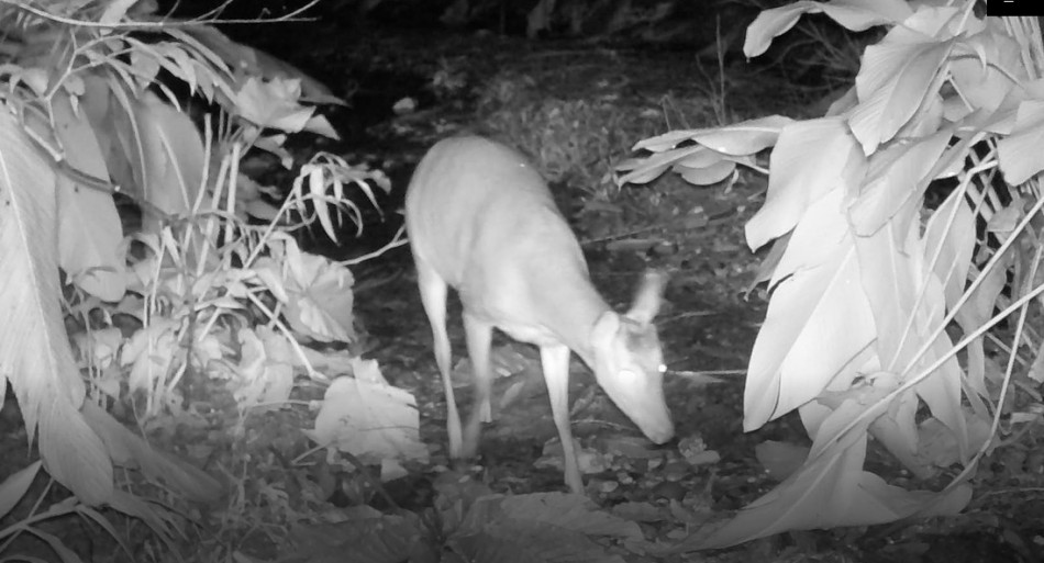 Monitoramento da fauna silvestre registra espécies inéditas no Parque das Nascentes
